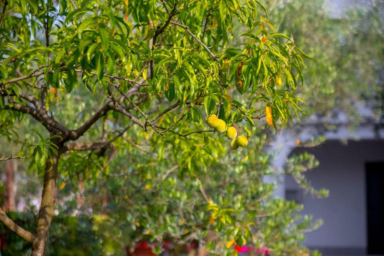 Garden Paradise App Sveti Vid-Miholjice Exteriör bild